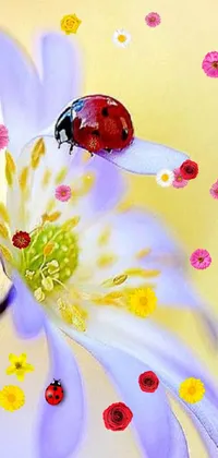 Insect Petal Flower Live Wallpaper