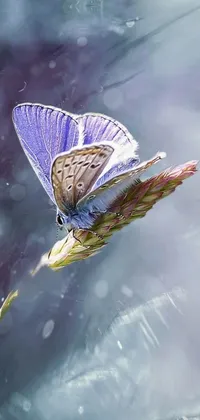 Insect Plant Pollinator Live Wallpaper