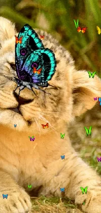This phone live wallpaper showcases an endearing image of a baby lion cub with a butterfly resting on its head, captured in full, vibrant colors