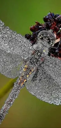 Insect Pollinator Arthropod Live Wallpaper