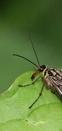 This phone live wallpaper showcases an ultra high-res, speckled insect resting upon a leaf