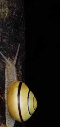 Insect Snail Arthropod Live Wallpaper