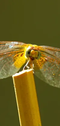 Insect Water Eye Live Wallpaper