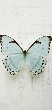 This stunning phone wallpaper features a beautiful blue butterfly resting peacefully on top of a piece of paper resting against a photo or fine art piece