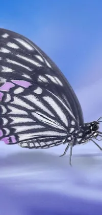 This blue phone live wallpaper showcases a beautiful black and white butterfly with long pointy pink nose, set against a serene background by Julian Allen