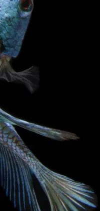 Introducing a stunning live wallpaper featuring a close-up of a fish on a sleek black background