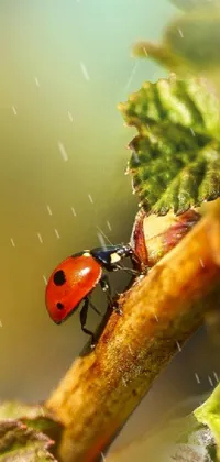 Invertebrate Arthropod Beetle Live Wallpaper