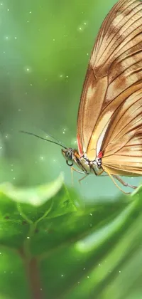 Invertebrate Arthropod Butterfly Live Wallpaper