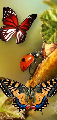 Invertebrate Arthropod Butterfly Live Wallpaper