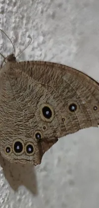 This live phone wallpaper features a close-up of a moth on a wall