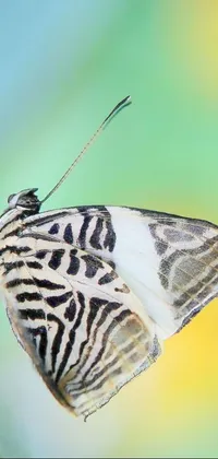 This phone live wallpaper features a macro photograph of a butterfly perched on a tree branch