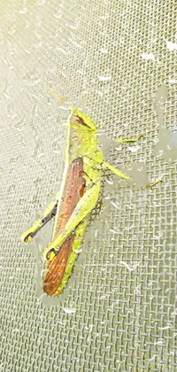 Invertebrate Arthropod Dragonfly Live Wallpaper