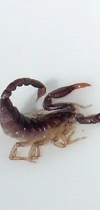 This live wallpaper features a captivating image of a scorpion in high detail on a white background