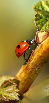 This phone live wallpaper showcases a ladybug crawling on a tree branch adorned with lush leaves, adding a touch of natural beauty to your phone background