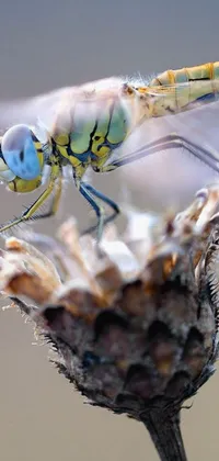 Invertebrate Arthropod Insect Live Wallpaper