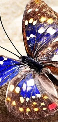 "Get closer to nature with this stunning live wallpaper depicting a beautiful butterfly on a rock