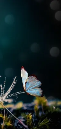 Invertebrate Butterfly Insect Live Wallpaper