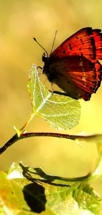 This lively phone live wallpaper showcases a close-up of a beautiful red butterfly, sitting on a curly branch, against a lush green leaf background