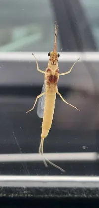 Looking for a unique live wallpaper for your phone? Check out our close-up bug design captured in front of a car! This hurufiyya bug has small quills along its back and is hanging from the ceiling, creating a dynamic effect