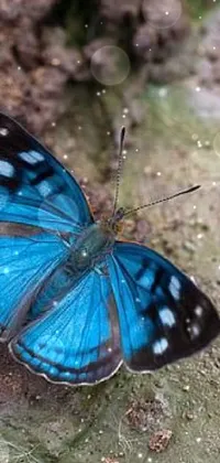 Get lost in the beauty of nature with this stunning live wallpaper featuring a vibrant blue and black butterfly perched on a rock against a serene background of trees and a clear blue sky
