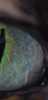 This live wallpaper features a hyper-realistic close-up of a cat's green eye