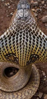 Experience the thrilling sight of a bronze snake in vivid close-up detail with this live wallpaper for your phone