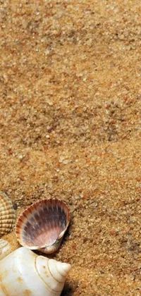 Invertebrate Sand Shellfish Live Wallpaper