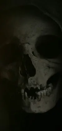 Jaw Bone Tooth Live Wallpaper