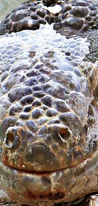Jaw Organism Blowfish Live Wallpaper
