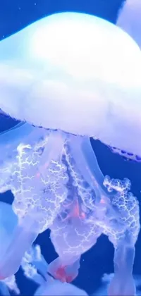Jellyfish Azure Liquid Live Wallpaper