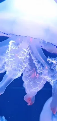 Jellyfish Azure Marine Invertebrates Live Wallpaper