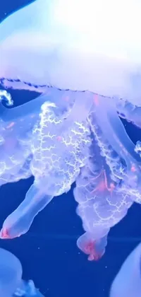 Jellyfish Blue Marine Invertebrates Live Wallpaper