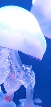 Jellyfish Human Body Jaw Live Wallpaper
