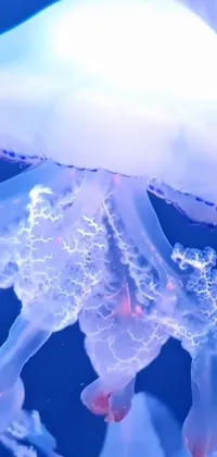 Jellyfish Light Azure Live Wallpaper