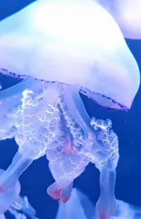 Jellyfish Light Liquid Live Wallpaper