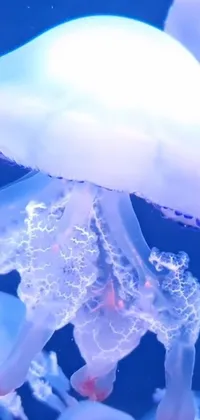 Jellyfish Liquid Azure Live Wallpaper