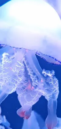This phone live wallpaper showcases a gorgeous holographic jellyfish floating in water with 8k highly detailed graphics