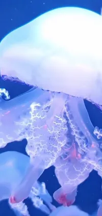Jellyfish Liquid Marine Invertebrates Live Wallpaper