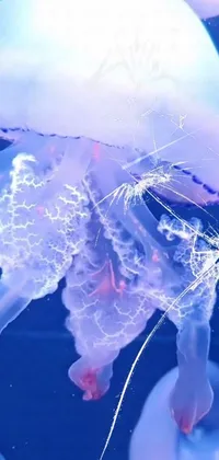 Jellyfish Marine Invertebrates Azure Live Wallpaper