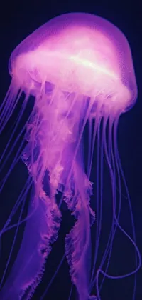 Looking for a magical live wallpaper for your phone? Check out this beautiful image of a jellyfish softly floating in the water