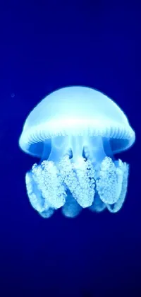 Jellyfish Marine Invertebrates Bioluminescence Live Wallpaper