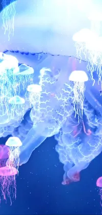 Jellyfish Marine Invertebrates Blue Live Wallpaper