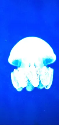 Jellyfish Marine Invertebrates Blue Live Wallpaper