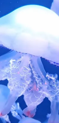 Jellyfish Marine Invertebrates Light Live Wallpaper