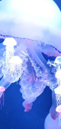 Jellyfish Marine Invertebrates Liquid Live Wallpaper