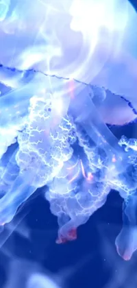 Jellyfish Marine Invertebrates Liquid Live Wallpaper