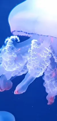Jellyfish Marine Invertebrates Vertebrate Live Wallpaper