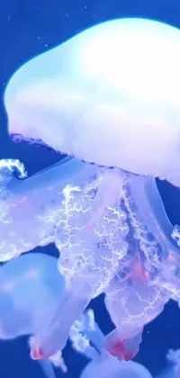 Jellyfish Marine Invertebrates Water Live Wallpaper