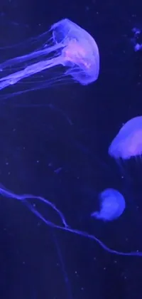 Jellyfish Water Bioluminescence Live Wallpaper