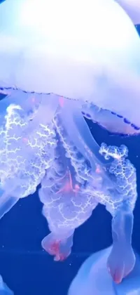 Jellyfish Water Marine Invertebrates Live Wallpaper